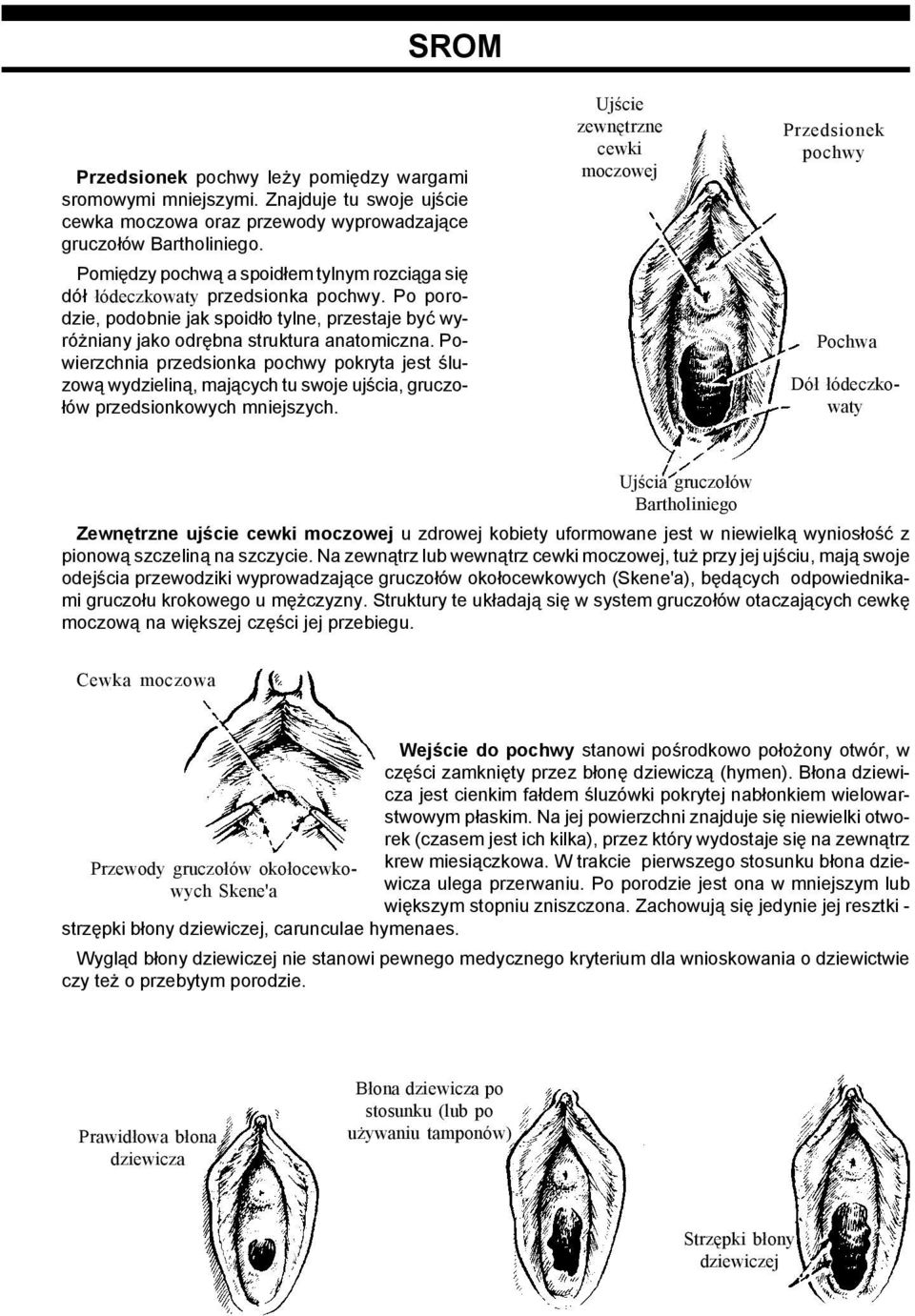 Powierzchnia przedsionka pochwy pokryta jest śluzową wydzieliną, mających tu swoje ujścia, gruczołów przedsionkowych mniejszych.