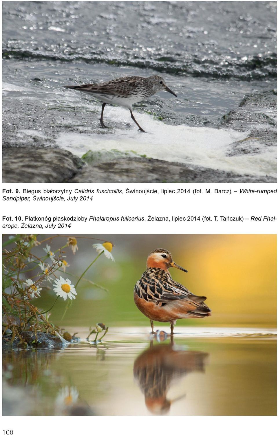 (fot. M. Barcz) White-rumped Sandpiper, Świnoujście, July 2014 Fot.