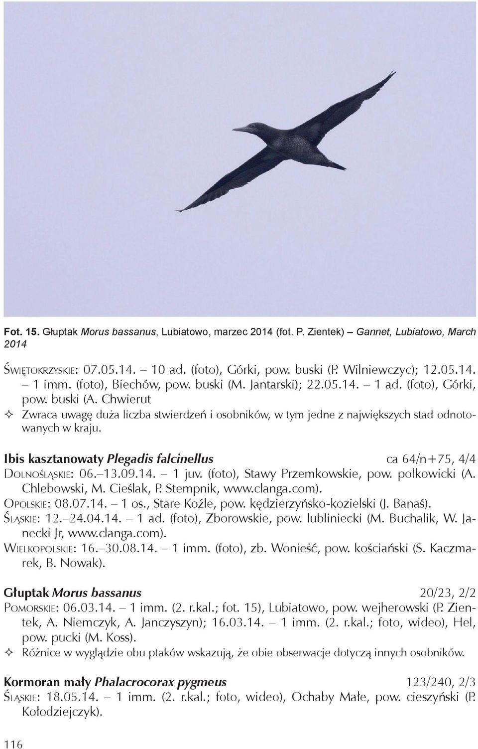 Chwierut Zwraca uwagę duża liczba stwierdzeń i osobników, w tym jedne z największych stad odnotowanych w kraju. Ibis kasztanowaty Plegadis falcinellus ca 64/n+75, 4/4 Dolnośląskie: 06. 13.09.14.