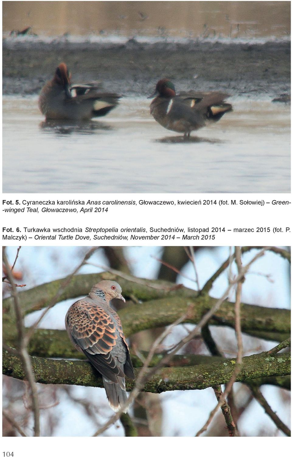 Sołowiej) Green-winged Teal, Głowaczewo, April 2014 Fot. 6.