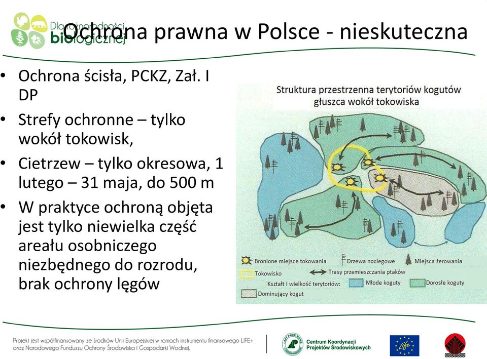 1 lutego 31 maja, do 500 m W praktyce ochroną objęta jest tylko