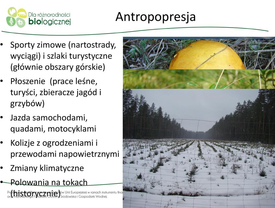 i grzybów) Jazda samochodami, quadami, motocyklami Kolizje z ogrodzeniami i
