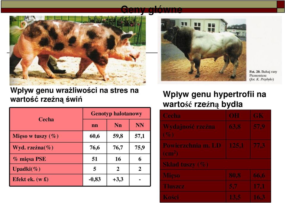 rzeźna(%) 76,6 76,7 75,9 % mięsa PSE 51 16 6 Upadki(%) 5 2 2 Efekt ek.