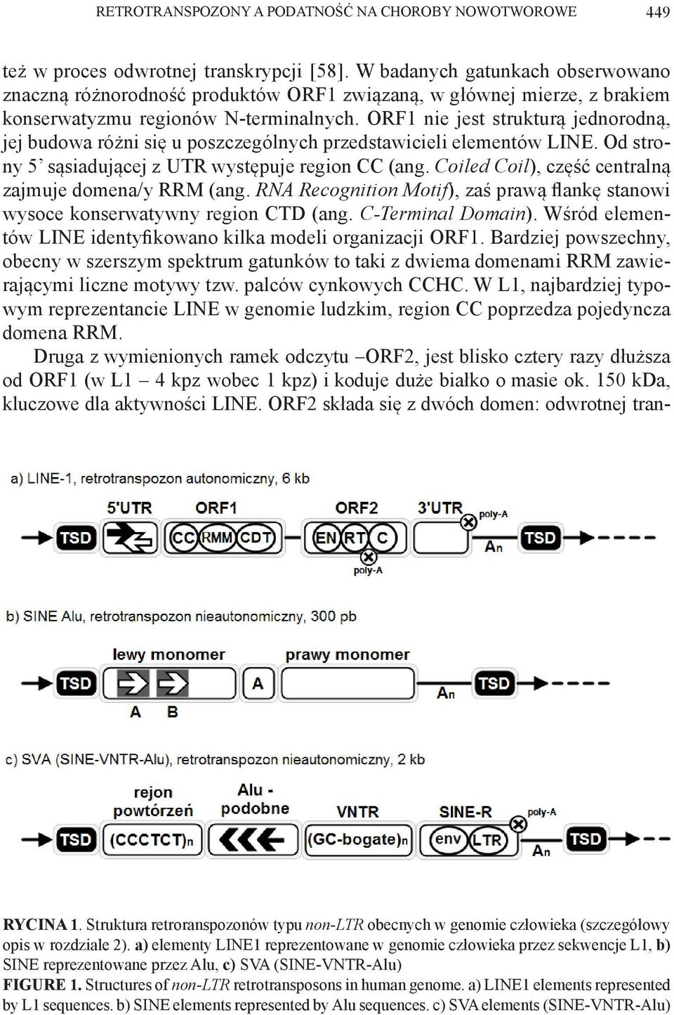 ORF1 nie jest strukturą jednorodną, jej budowa różni się u poszczególnych przedstawicieli elementów LINE. Od strony 5 sąsiadującej z UTR występuje region CC (ang.