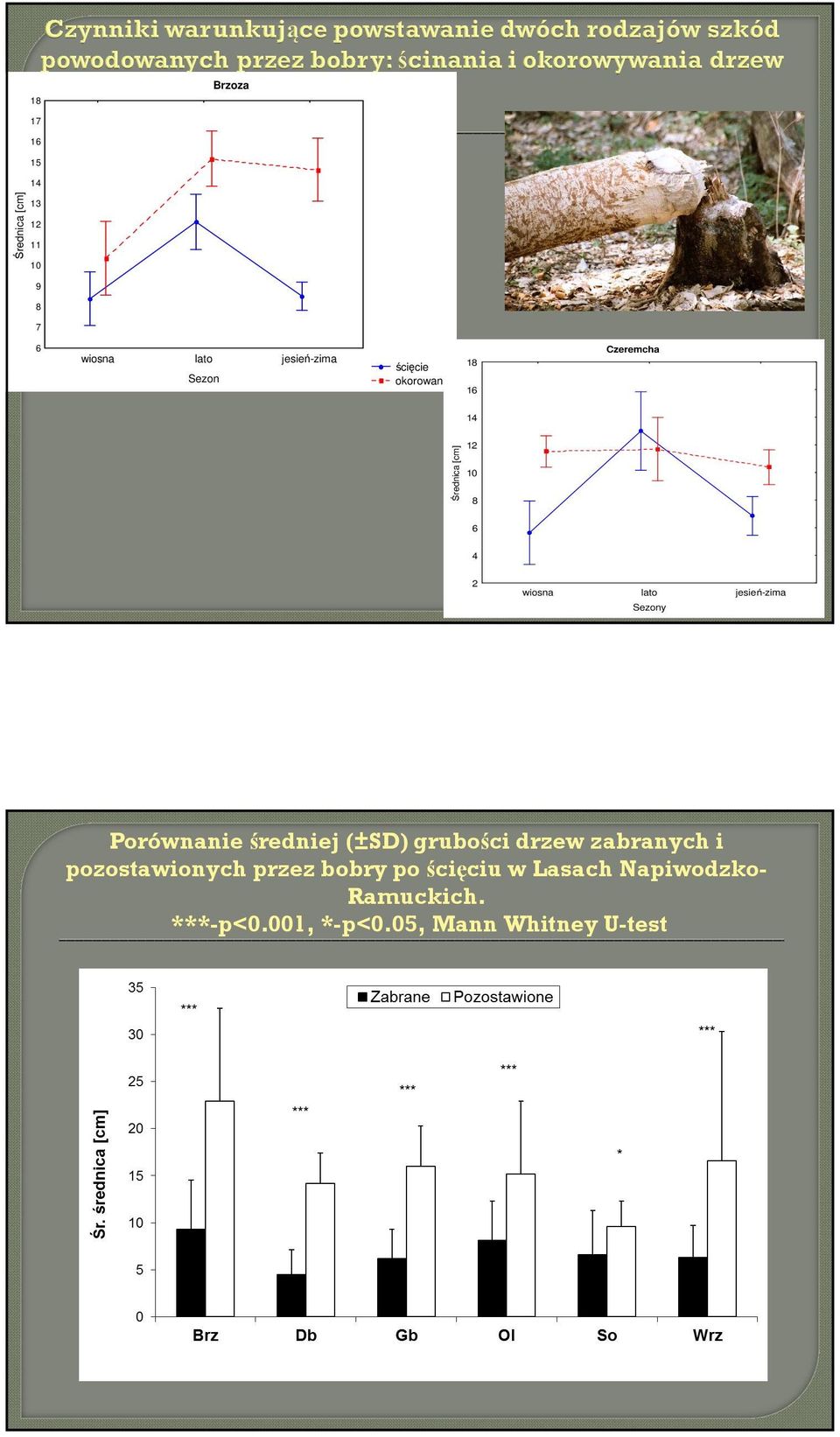 jesień-zima Sezony Porównanie średniej (±SD) grubości drzew zabranych i pozostawionych