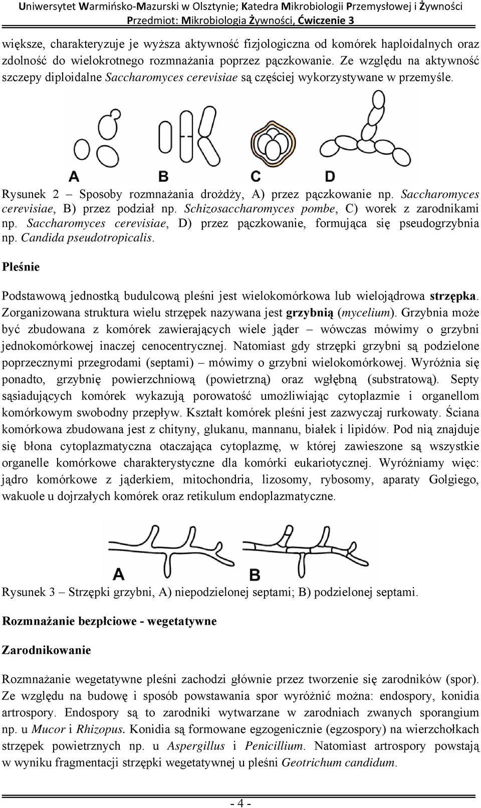 Saccharomyces cerevisiae, B) przez podział np. Schizosaccharomyces pombe, C) worek z zarodnikami np. Saccharomyces cerevisiae, D) przez pączkowanie, formująca się pseudogrzybnia np.