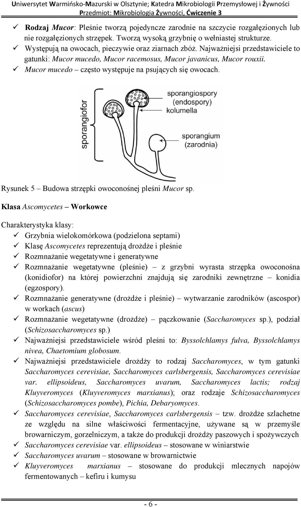 Mucor mucedo często występuje na psujących się owocach. Rysunek 5 Budowa strzępki owoconośnej pleśni Mucor sp.