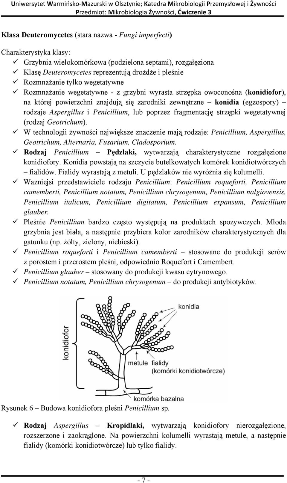 Penicillium, lub poprzez fragmentację strzępki wegetatywnej (rodzaj Geotrichum).