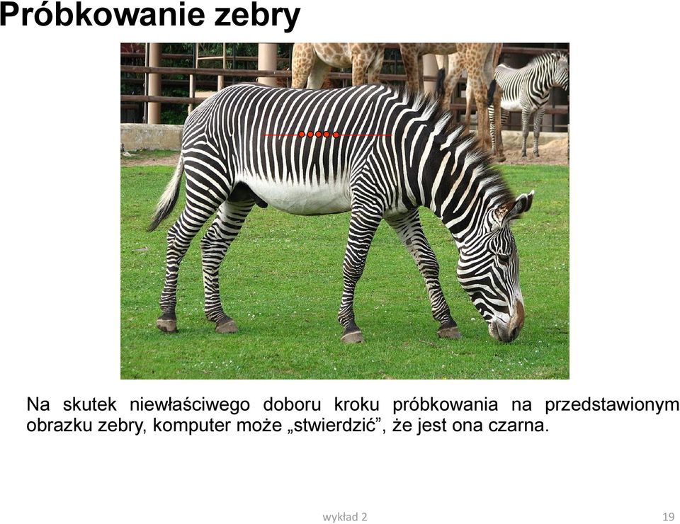 na przedstawionym obrazku zebry,