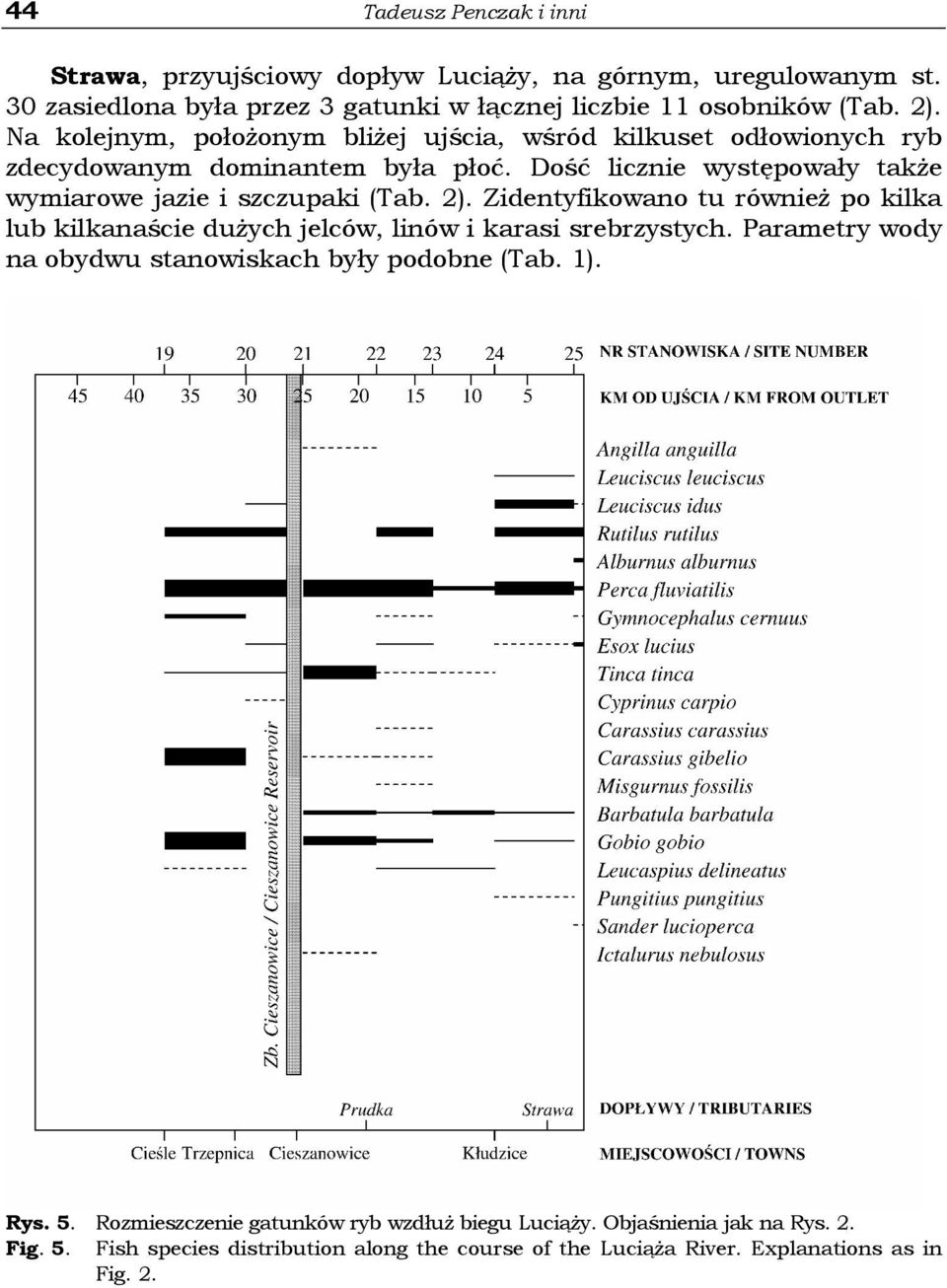 2). Zidentyfikowano tu równieŝ po kilka lub kilkanaście duŝych jelców, linów i karasi srebrzystych. Parametry wody na obydwu stanowiskach były podobne (Tab. 1). Rys. 5.