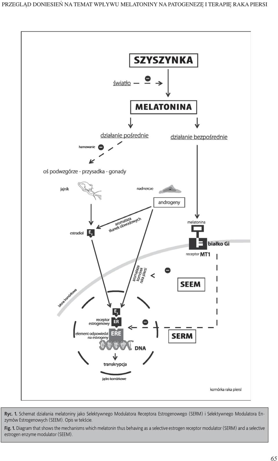 Modulatora Enzymów Estrogenowych (SEEM). Opis w tekście. Fig. 1.
