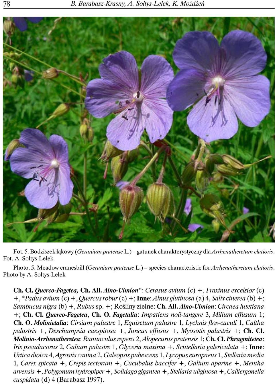 Alno-Ulmion*: Cerasus avium (c) +, Fraxinus excelsior (c) +, *Padus avium (c) +, Quercus robur (c) +; Inne: Alnus glutinosa (a) 4, Salix cinerea (b) +; Sambucus nigra (b) +, Rubus sp.