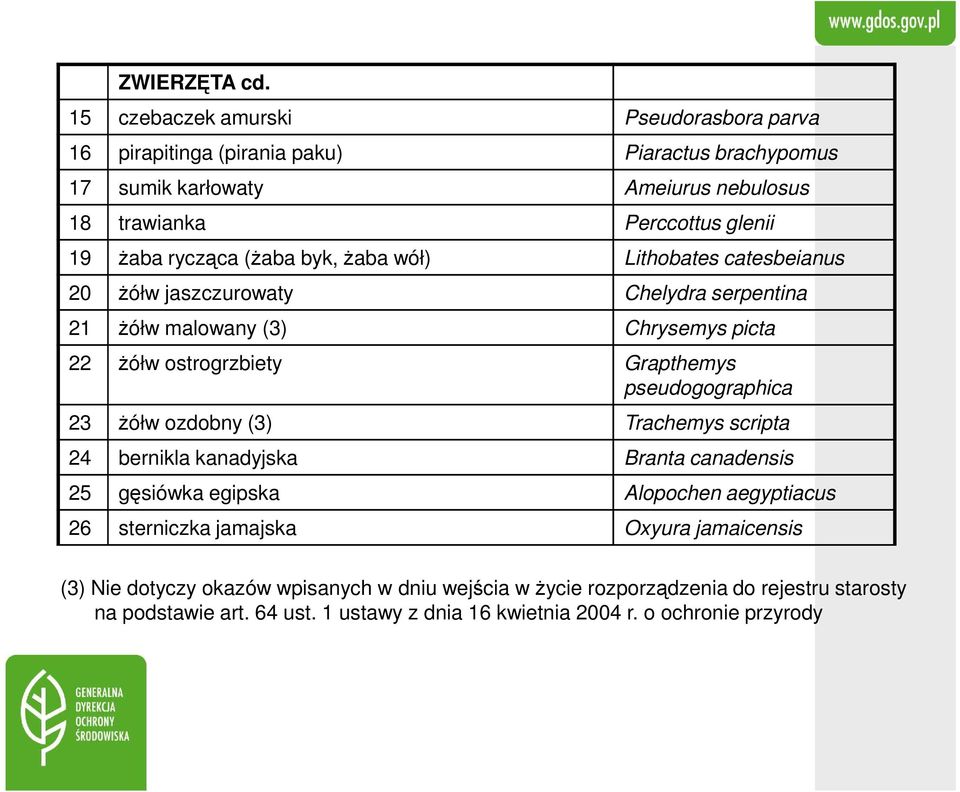 rycząca (żaba byk, żaba wół) Lithobates catesbeianus 20 żółw jaszczurowaty Chelydra serpentina 21 żółw malowany (3) Chrysemys picta 22 żółw ostrogrzbiety Grapthemys