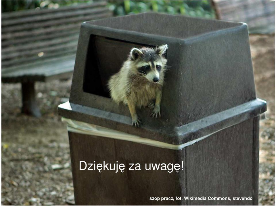 szop pracz, fot.