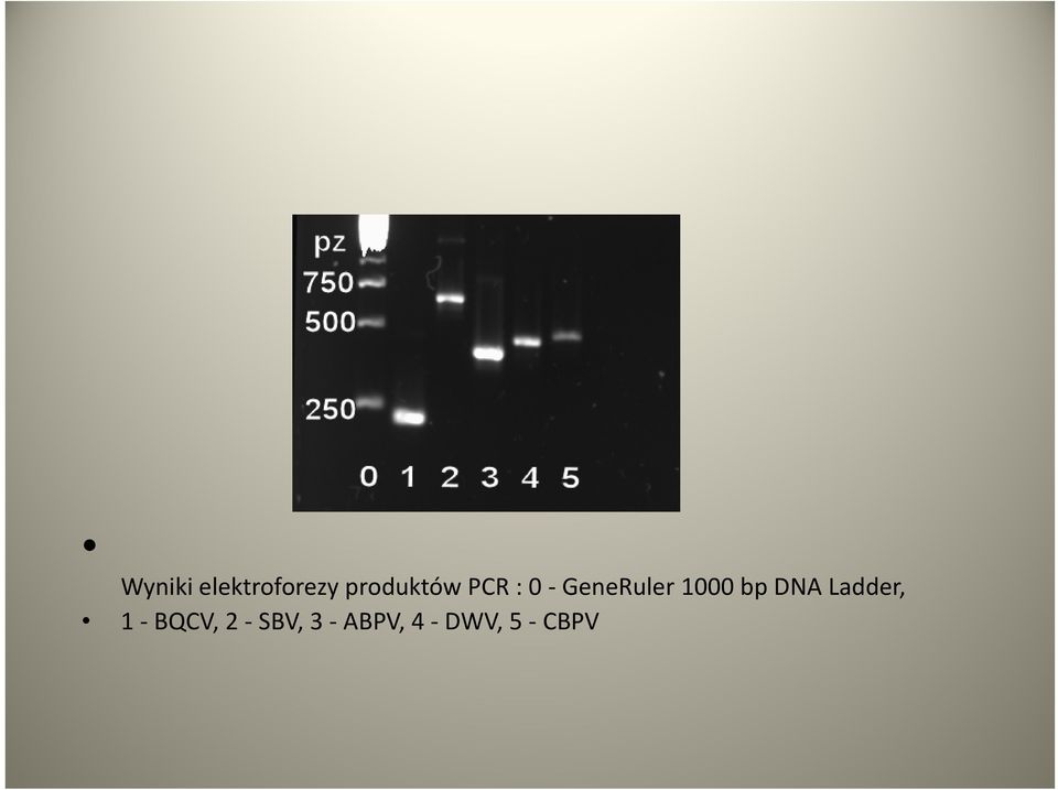 GeneRuler 1000 bp DNA