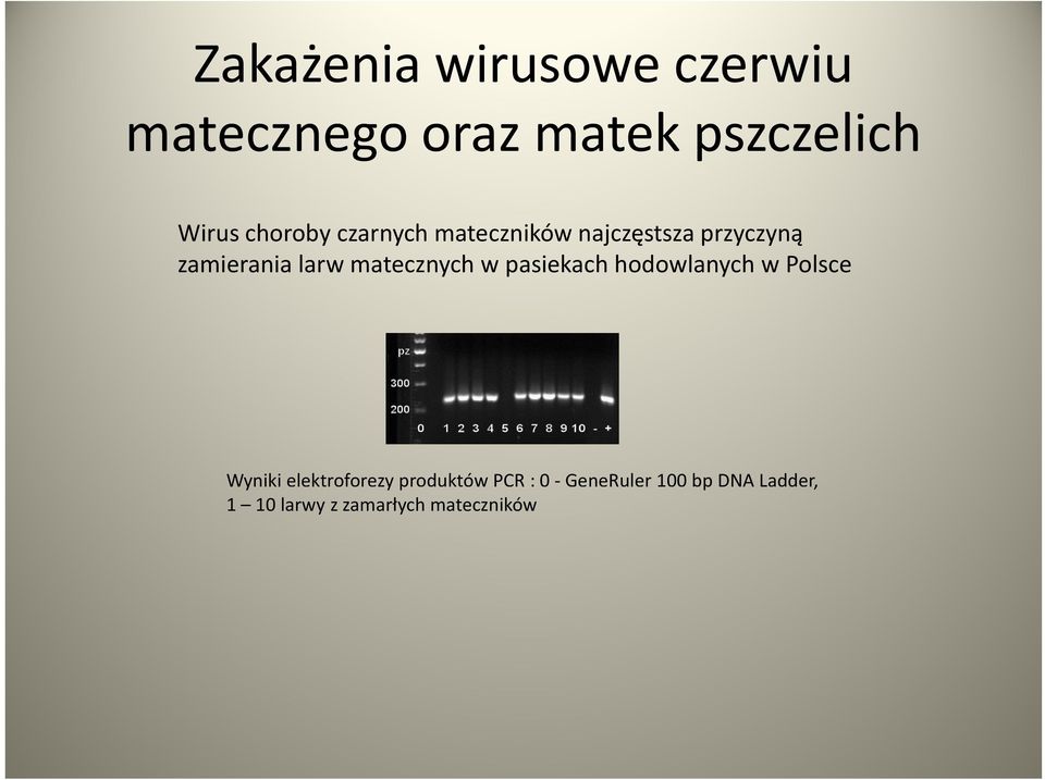 matecznych w pasiekach hodowlanych w Polsce Wyniki elektroforezy