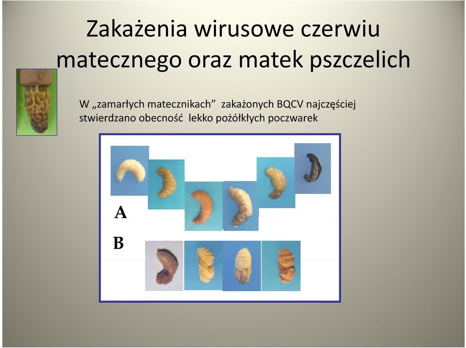 matecznikach zakażonych BQCV najczęściej