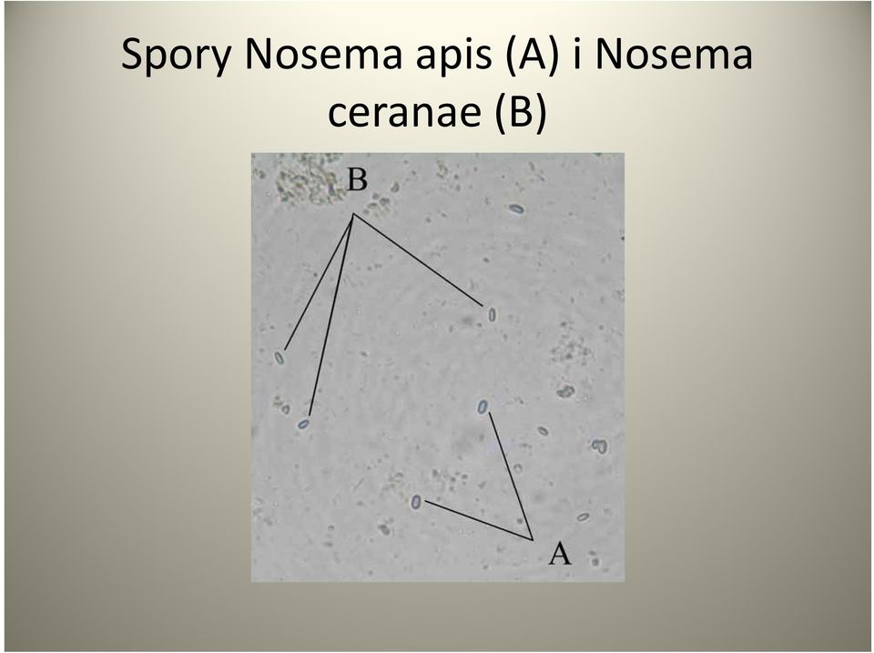 apis (A) i