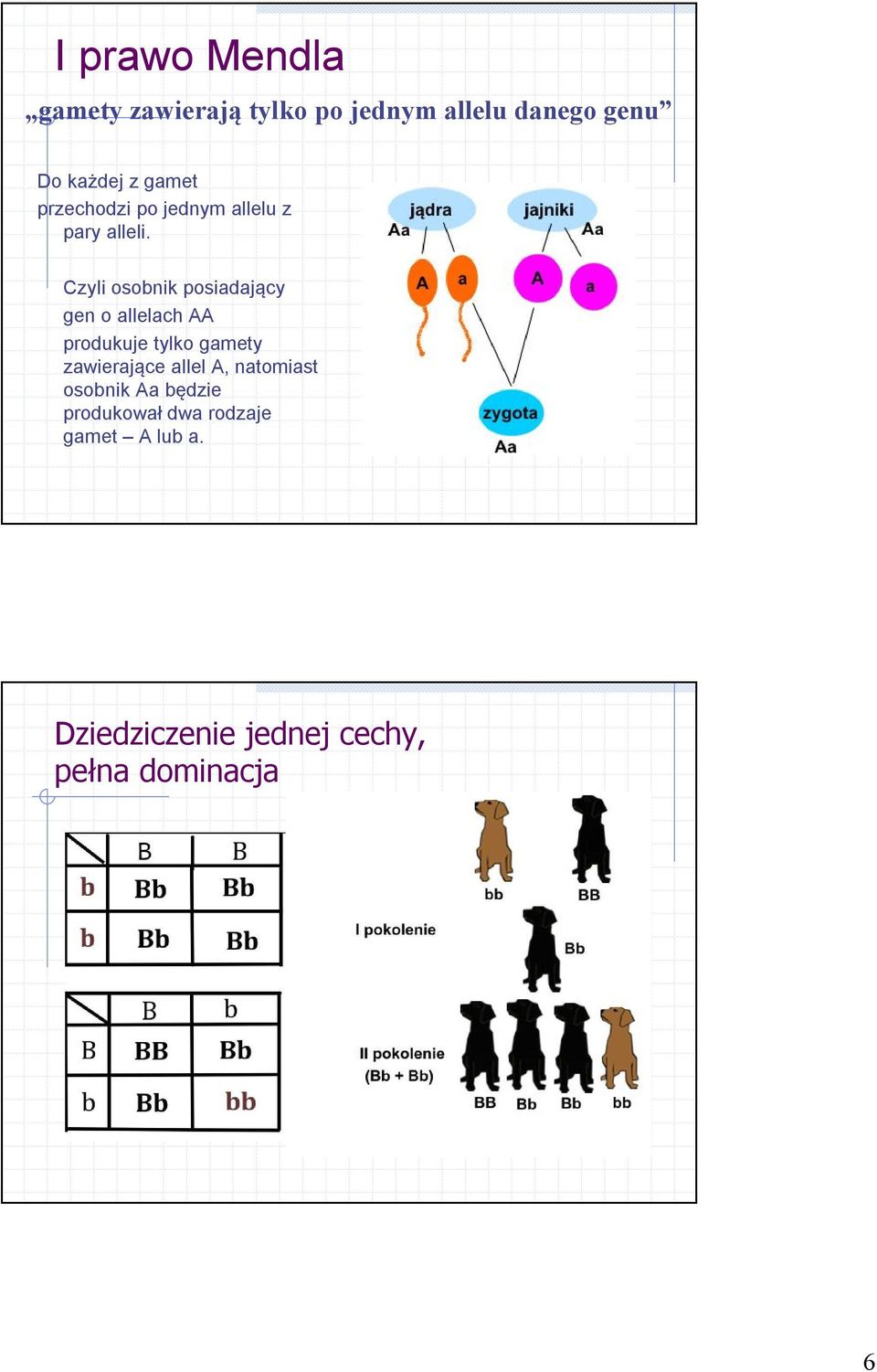 Czyli osobnik posiadający gen o allelach AA produkuje tylko gamety zawierające