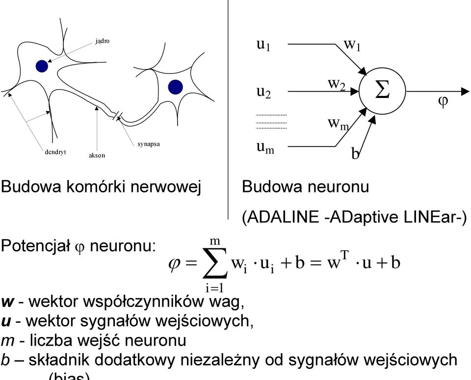 b b w - wektor współczynników wag, u - wektor sygnałów wejściowych, m -