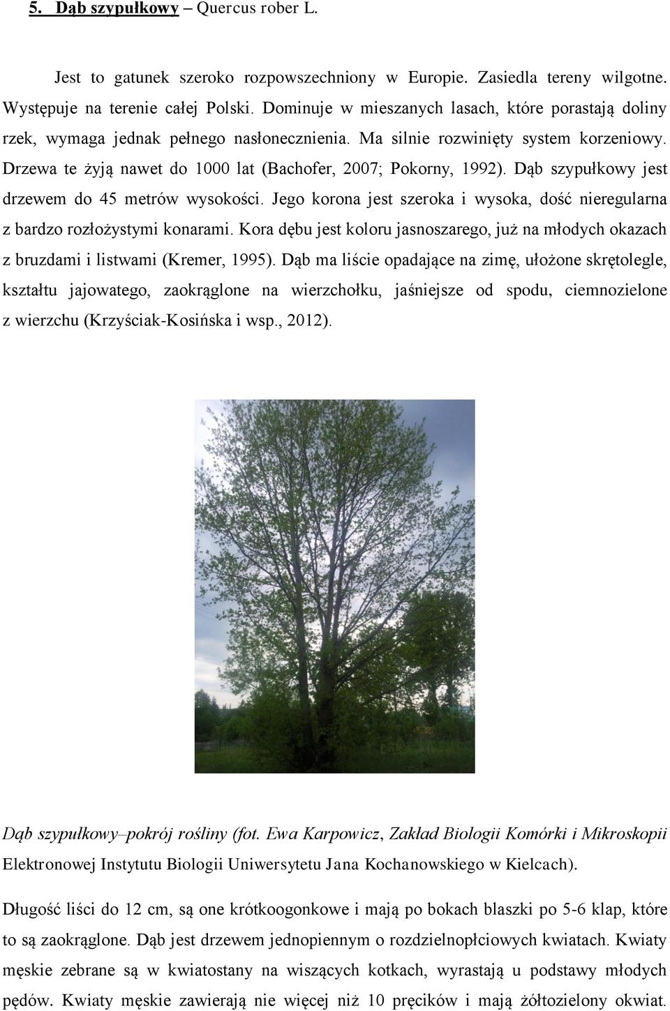 Drzewa te żyją nawet do 1000 lat (Bachofer, 2007; Pokorny, 1992). Dąb szypułkowy jest drzewem do 45 metrów wysokości.