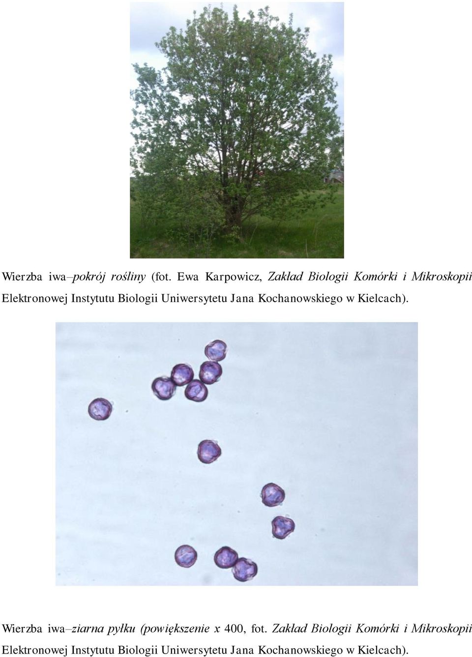 Biologii Uniwersytetu Jana Kochanowskiego w Kielcach).