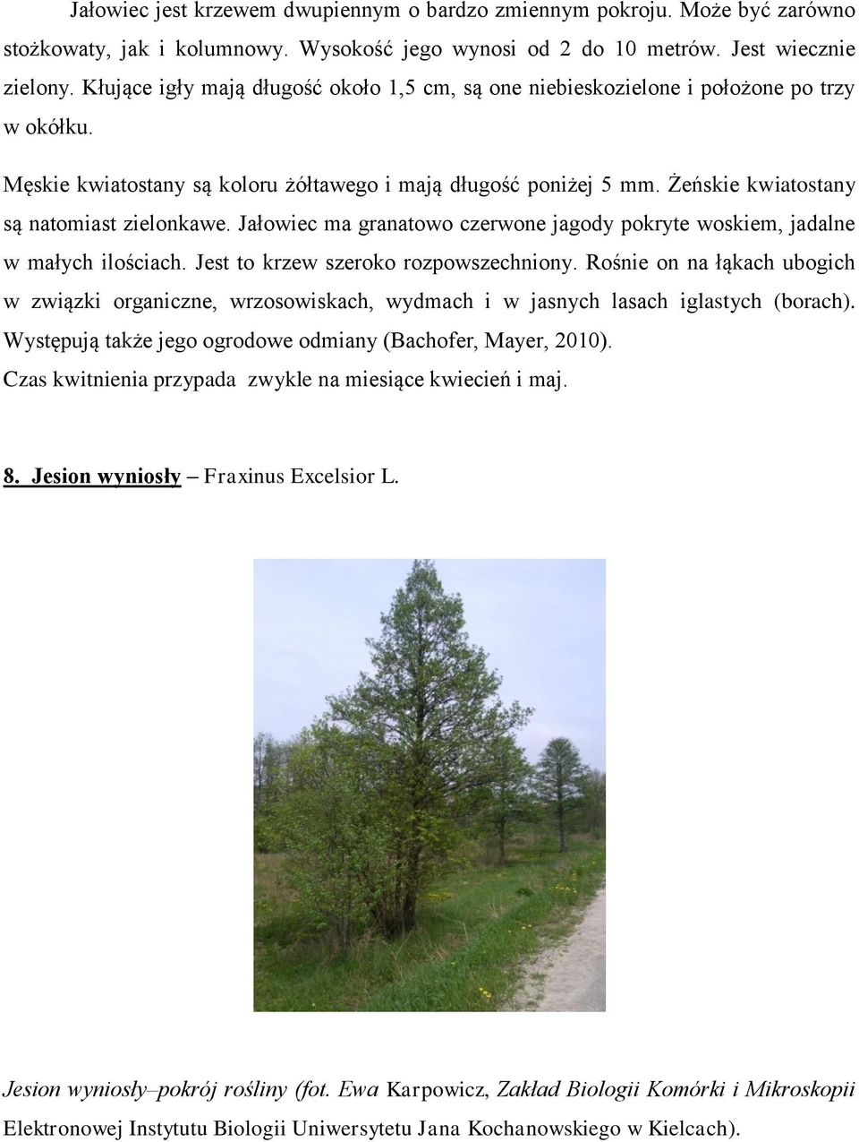 Żeńskie kwiatostany są natomiast zielonkawe. Jałowiec ma granatowo czerwone jagody pokryte woskiem, jadalne w małych ilościach. Jest to krzew szeroko rozpowszechniony.