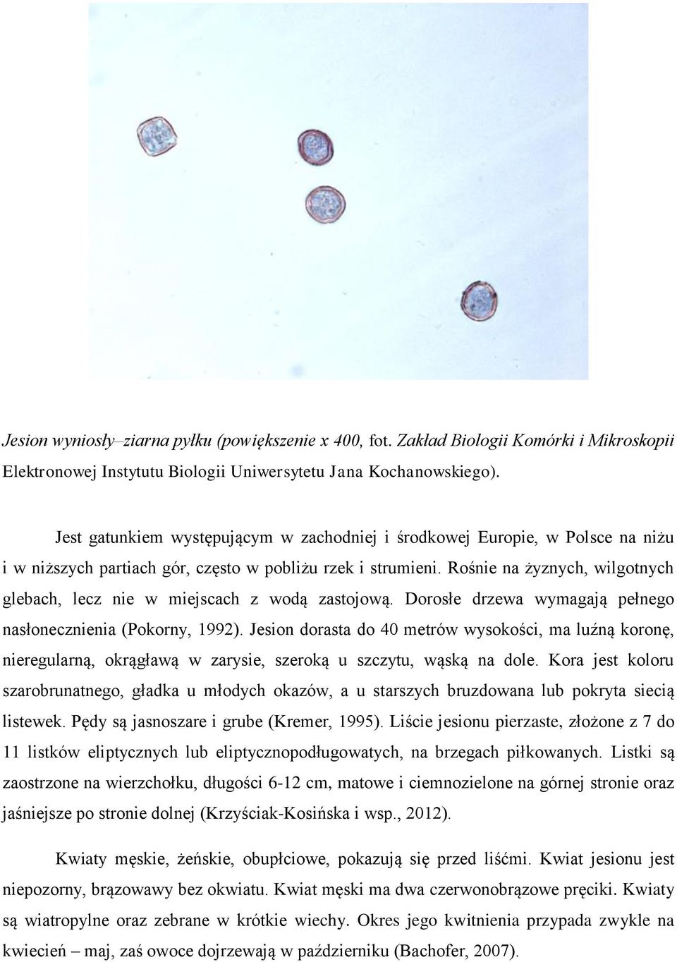 Rośnie na żyznych, wilgotnych glebach, lecz nie w miejscach z wodą zastojową. Dorosłe drzewa wymagają pełnego nasłonecznienia (Pokorny, 1992).