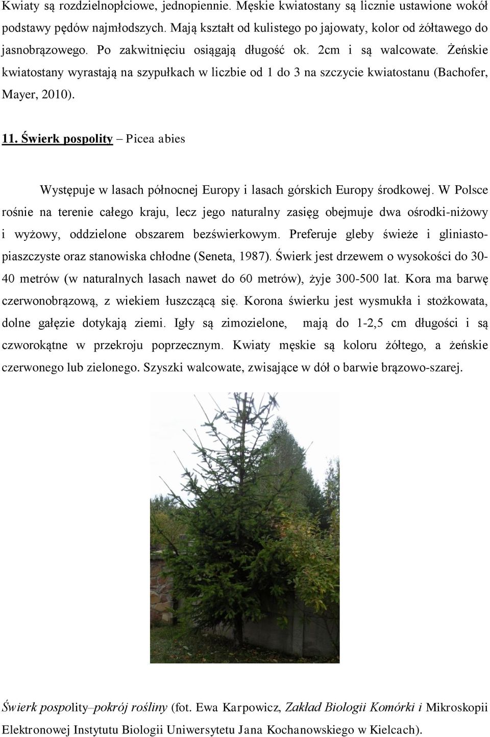 Świerk pospolity Picea abies Występuje w lasach północnej Europy i lasach górskich Europy środkowej.