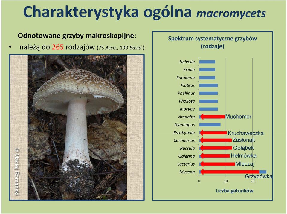 Charakterystyka ogólna macromycets Odnotowane grzyby makroskopijne: należą do 265 rodzajów (75 Asco., 190 Basid.