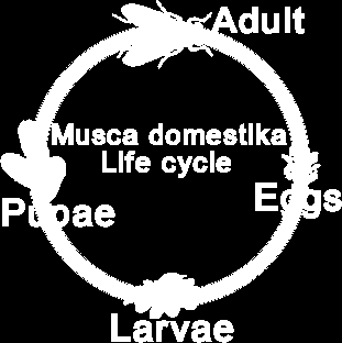 zwalczanie muchy domowej Przedłużone działanie insektycydu