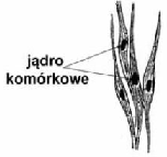 Zadanie 14. (1 p.) Rolę centrum energetycznego komórki bakteryjnej pełni A) mitochondrium. B) aparat Golgiego. C) mezosom. D) nukleoid. Zadanie 15. (1 p.) Poniższy rysunek przedstawia komórki pewnej tkanki człowieka.