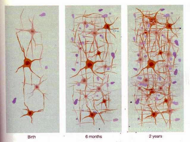 Synaptogeneza pierwsze synapsy tworzą się w rdzeniu kręgowym ok. 5 tc.