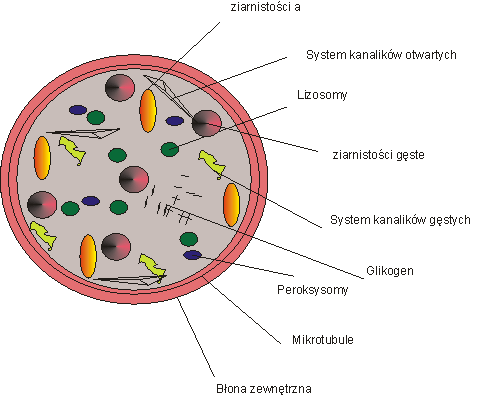 Płytki krwi 140-440 G/l Cytoplazma megakariocytów Przeżywają 8-12 dni Usuwane przez układ