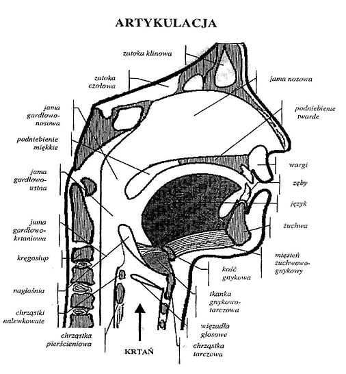 Rys. 10/ Budowa aparatu artykulacyjnego "Pierwsza strefa artykulacyjna obejmuje przestrzenie rezonacyjne jamy ustnej / wargi, zęby /, komór nosowych / zatoka czołowa /, obszar nad twardym