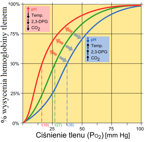 Krzywa dysocjacji hemoglobiny i efekt Bohra Stopień wysycenia hemoglobiny tlenem zależy przede wszystkim od odczynu ph, temperatury i stężenia CO 2 W tkankach - środowisku bardziej kwaśnym (ph=6,8)