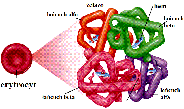 Hemoglobina (Hb) budowa - 4 centra hemowe zawierające żelazo (Fe2+) - 4 łańcuchy polipeptydowe (wiele modyfikacji): - 2α i 2β 98% u dorosłych (Hb A 1 ) - 2α i 2δ ok.