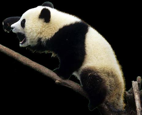 różnorodne ekologicznie: bambusożerna panda, rybożerna