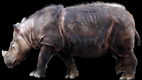 trójpalce w Azji przed 30 mln lat bezrogie nosorożce rozmiarów