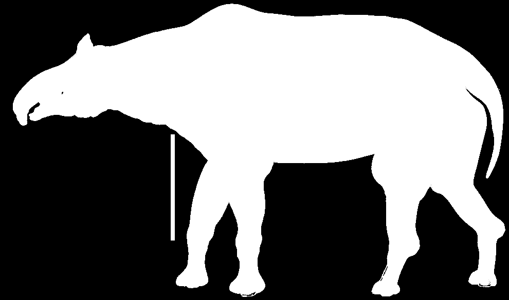PERISSODACTYLA NOSOROŻCE reliktowe Rhinocerotidae nosorożec