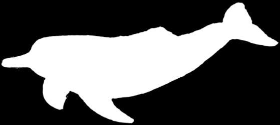 CETACEA UZĘBIONE delfiny i kaszaloty narwal Monodon delfin z