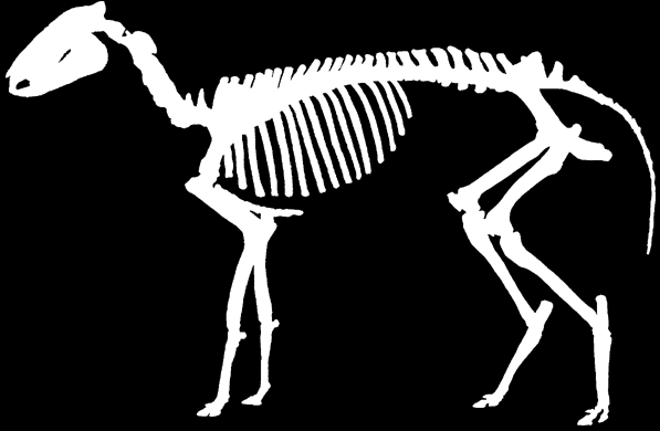 liściożerne PERISSODACTYLA KONIE pochodzenie Equidae Equus 2 mln lat