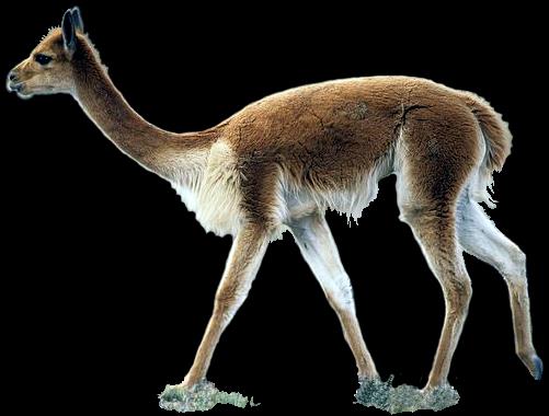ARTIODACTYLA WIELBŁĄDY żwacz Tylopoda dromader dzika lama Vicugna wielbłąd Camelus powstały w Ameryce Płn stąpają na