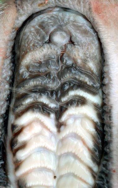 ARTIODACTYLA POROŻE godowe Cervidae organus vomeronasalis na podniebieniu jeleń wirginijski Odocoileus kozioł sarny Capreolus poroże tylko