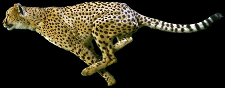 CARNIVORA KOTY stereoskopowe widzenie Felidae gepard Acinonyx ryś