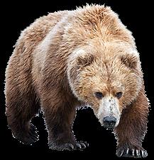 CARNIVORA NIEDŹWIEDZIE wszystkożerność Ursidae niedźwiedź polarny Ursus