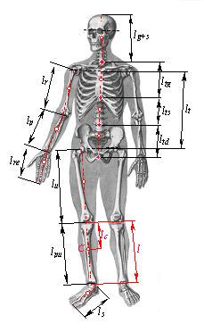 Aktualne Problemy Biomechaniki, nr 5/211 Zenon MAZUR, Krzysztof DZIEWIECKI, Wojciech BLAJER, Instytut Mechaniki Stosowanej i Energetyki, Wydział Mechaniczny, Politechnika Radomska UWAGI O WYZNACZANIU