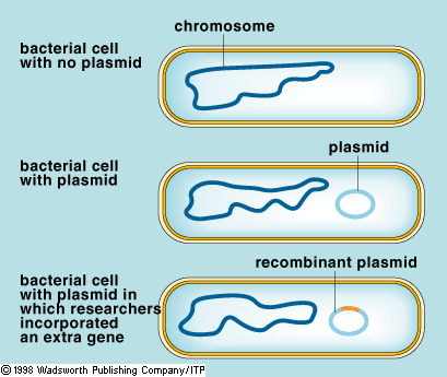 Klonowanie DNA Wektory do klonowania Krótkie cząsteczki DNA, które mają zdolność do autonomicznej replikacji w danym typie