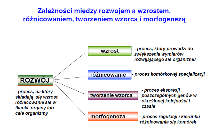 Rozwój roślin - różnicowanie się komórek w tkanki stałe i wytwarzanie organów (nieodwracalne zmiany jakościowe).