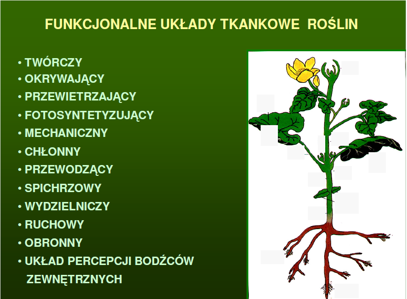 Przyrost 1 o Przyrost 2 o Przyrost 1 o Przyrost 2 o Patrz np. Zygmunt Hejnowicz: Anatomia i histogeneza roślin naczyniowych.